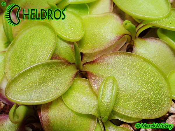 Pinguicula Tłustosz spec. Pachuca
