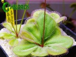 Adult Drosera MACROPHYLLA ssp. aff. MONANTHA. Rosiczka MACROPHYLLA ssp. aff. MONANTHA