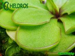 Pinguicula EMARGINATA - lovely