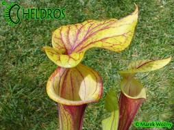 MK F19 Sarracenia Flava var. rubricorpora