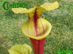 MK F161 Sarracenia Flava var. rubricorpora Apalachicola National Forest, FL. W, F58,JA