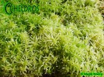 Torfowiec-Sphagnum-Mech-Live-Żywy