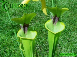 MK F13 Sarracenia Flava var. Rugelii