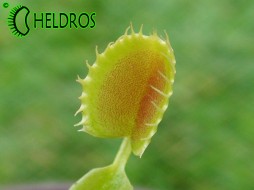 Dionaea Muscipula CUP TRAP - strange dionaea