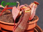 Nepenthes Dzbanecznik SANGUINEA BLACK JACK