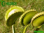 Dionaea Muscipula Muchołówka AF1 Killer Queen
