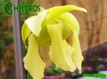 MK F102 Sarracenia Flava var. rubricorpora, Apalachicola National Forest, FL. WS,MS