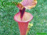 MK F112 Sarracenia Flava var. rubricorpora, Apalachicola National Forest, FL. Giant red tube,WPM,F39C