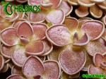 Pinguicula Tłustosz Ehlersiae Ixmiquilpan, Hidalgo, Mexico