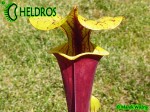 MK F190 Sarracenia Flava var. rubricorpora Dave Richardson. Tall, deep maroon pitchers.