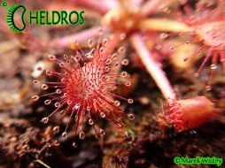 DROSERA Sp. BELEM - 10 seeds