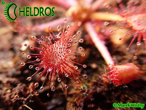 Drosera sp. Belem , Brazil. Rosiczka drosera sp. Belem