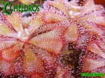 Drosera ALICIAE - a few plants. Rosiczki ALICIAE - Alicji