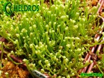 Sarracenia Seeds - Siewki kapturnicy - 5 miesięcy od wysiania