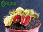 Muchołówka-Dionaea-Muscipula-red-green