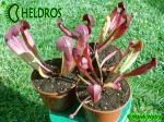 Kapturnica SARRACENIA x BARBAPAPA