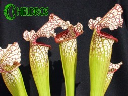 Sarracenia LEUCOPHYLLA WhiteRed