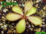 Pinguicula Tłustosz Emarginata RED leaves, pale violet veins