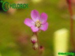 Drosera Capillaris COSTA RICA flower Drosera Capillaris COSTA RICA kwiatostan