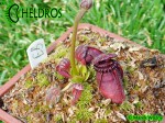 Cefalotus cephalotus eden black