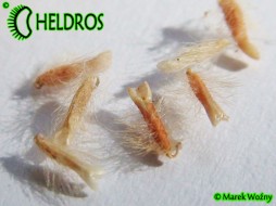 CEPHALOTUS FOLLICULARIS - rare seeds