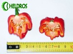 TRINIDAD SCORPION na pół.
