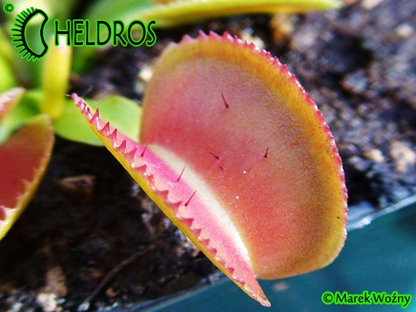 Dionaea Muscipula Muchołówka MICRODENT