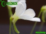 Tłustosz pinguicula cv. Crystal