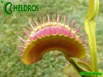 Dionaea Muscipula muchołówka BIMBO