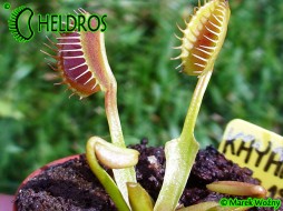 Dionaea Muscipula KAYAN - extended