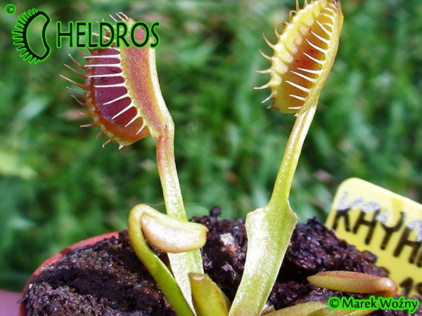 Dionaea Muscipula Muchołówka KAYAN