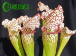SARRACENIA LEUCOPHYLLA WhiteRed