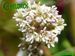 CEPHALOTUS FOLLICULARIS flower