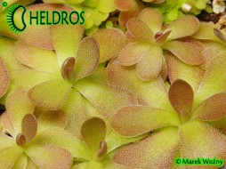 Pinguicula 'JOHANNA' - nice
