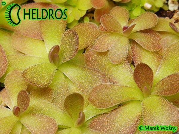 Pinguicula JOHANNA
