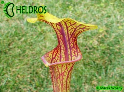 MK F86 Sarracenia Flava var. ornata