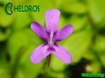 Pinguicula Tłustosz spec. Pachuca - flower