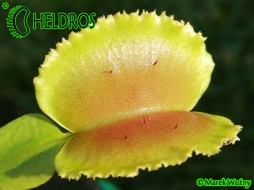 Dionaea Muscipula WHALE - amazing