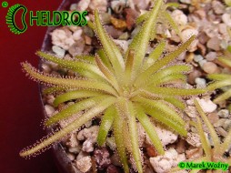 Pinguicula GYPSICOLA Buena Vista