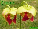 MK H126 Sarracenia x Dino Almacolle rubra subsp. jonesii x minor var. okefenokeensis Furio Ersetti, 2004