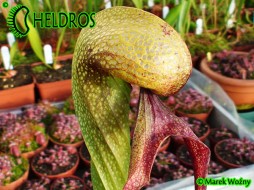 Darlingtonia CALIFORNICA - Cobra Lily