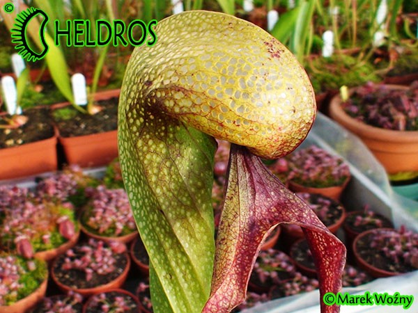 Darlingtonia Kalifornijska Darlingtonia Californica