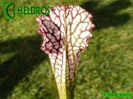 MK L28 Sarracenia Leucophylla Red  white. Large pitchers with a red peristome.