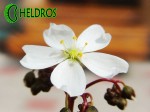 Drosera-BINATA-MULTIFIDA-flower-Rosiczka-MULTIFIDA