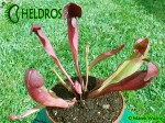 Kapturnica SARRACENIA x BARBAPAPA