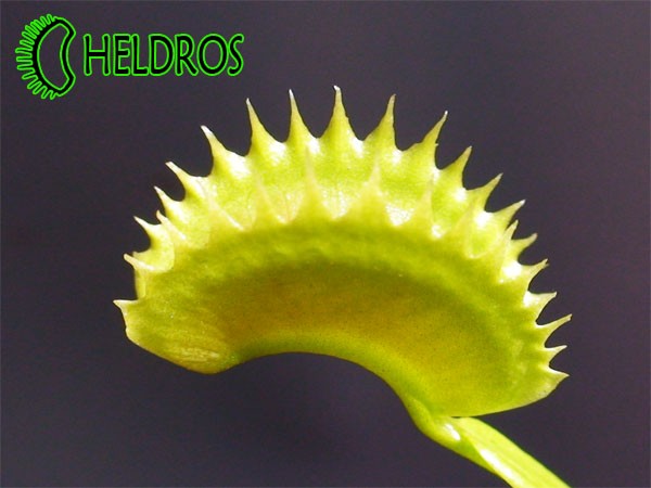 Muchołówka Dionaea DENTATE