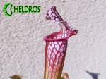 SARRACENIA LEUCOPHYLLA WhiteRed