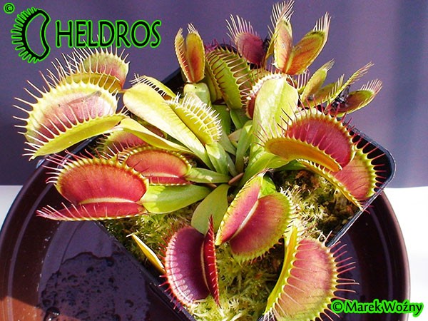 Dionaea Muscipula Muchołówka VFT G16 Adrian Slacks Giant
