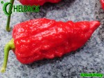 JIGSAW Fatalii Gourmet Chili pepper