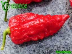 JIGSAW Fatalii Gourmet - 10 seeds